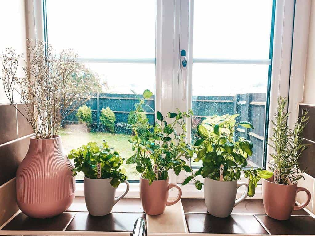 Five potted plants on a windowsill, including herbs and a large pink vase, with a garden visible outside the window