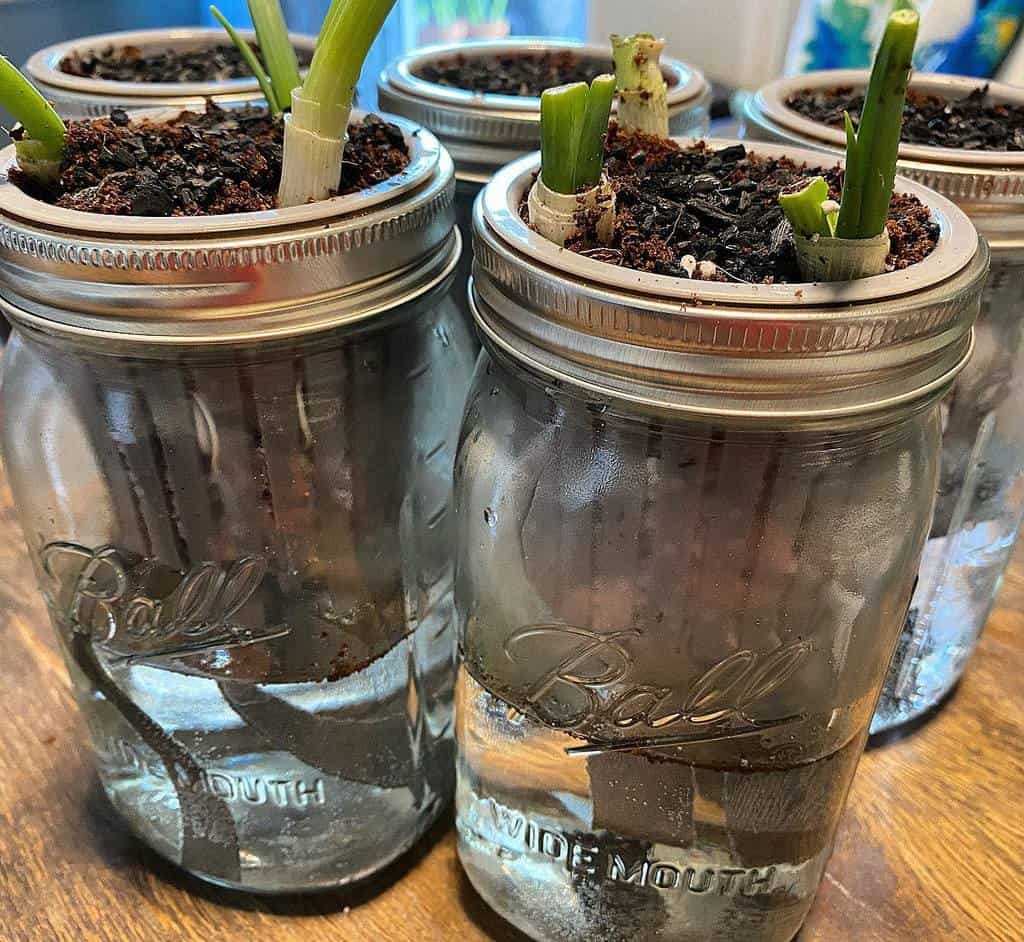 Green onions regrowing in mason jars with water and soil, using a DIY indoor gardening method for fresh herbs at home