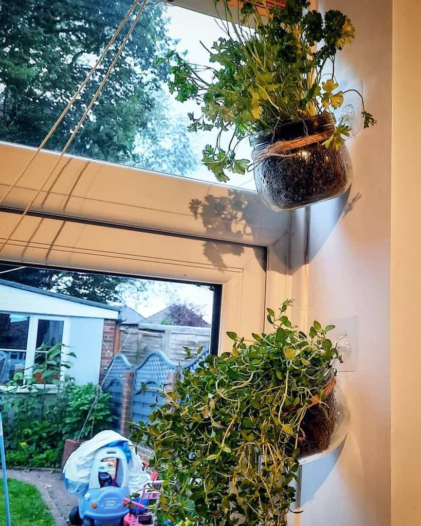 Wall-mounted mason jar herb garden with parsley and thyme growing near a bright window, creating a space-saving indoor garden