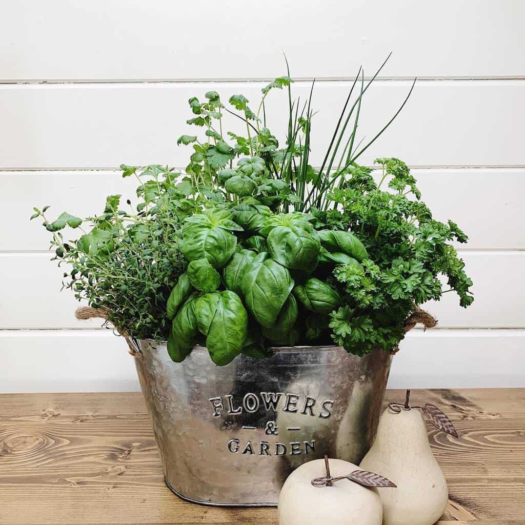 A metal "Flowers & Garden" pot filled with various herbs, placed on a wooden table with two decorative pears beside it