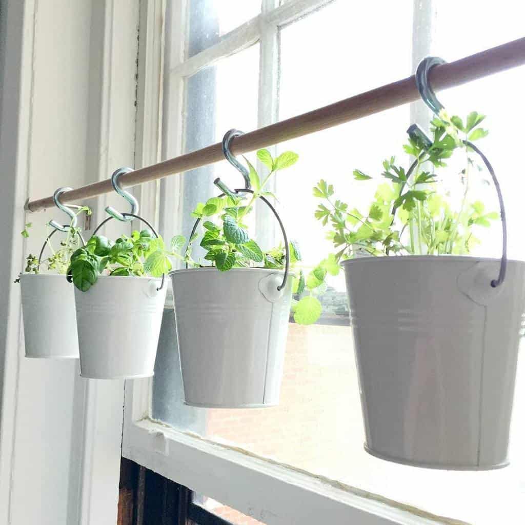 Four small white pails with green plants hanging on hooks by a window