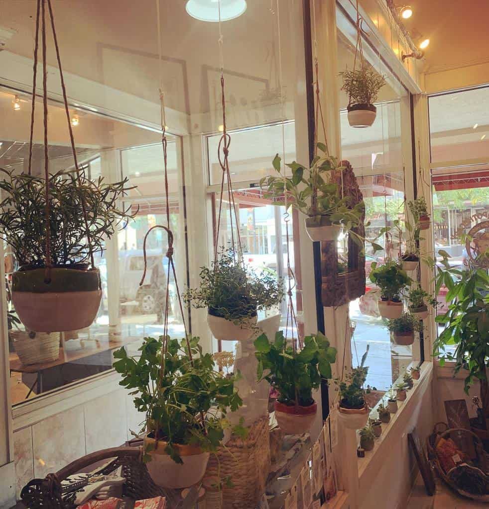 Hanging and potted plants decorate a sunlit window in a café, creating a lush, green atmosphere with reflections seen on the glass