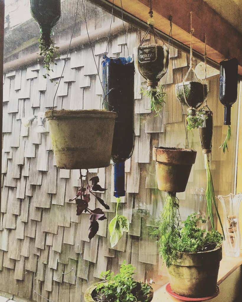 Hanging plants and upcycled bottles in a window display, with herbs and foliage in rustic pots against a shingled wall