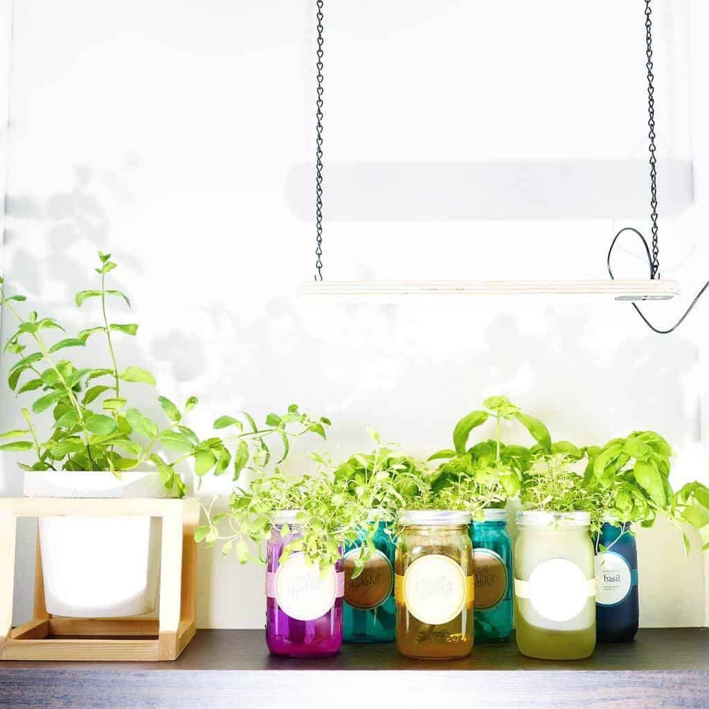 Indoor herb garden in colorful jars on a shelf under a hanging light