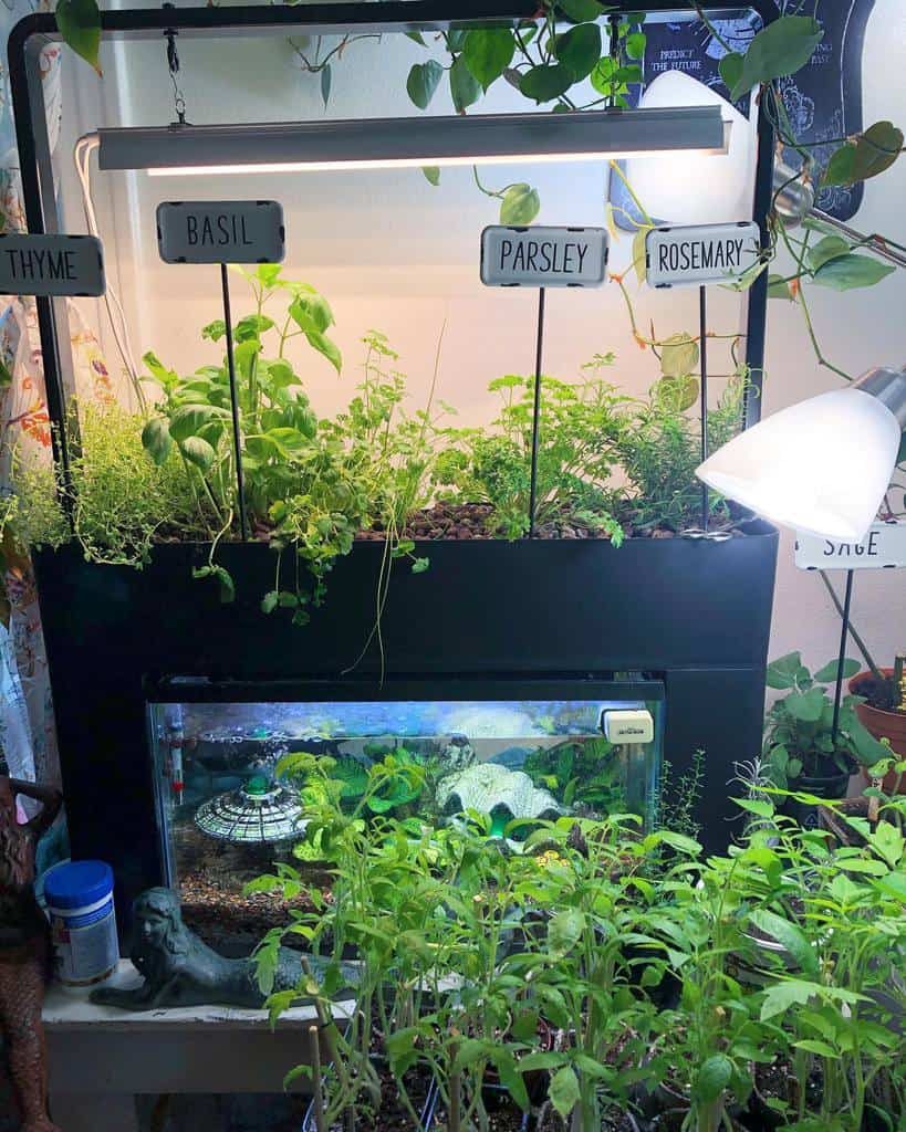 Indoor herb garden with thyme, basil, parsley, and rosemary under grow lights above a fish tank, seedlings in front