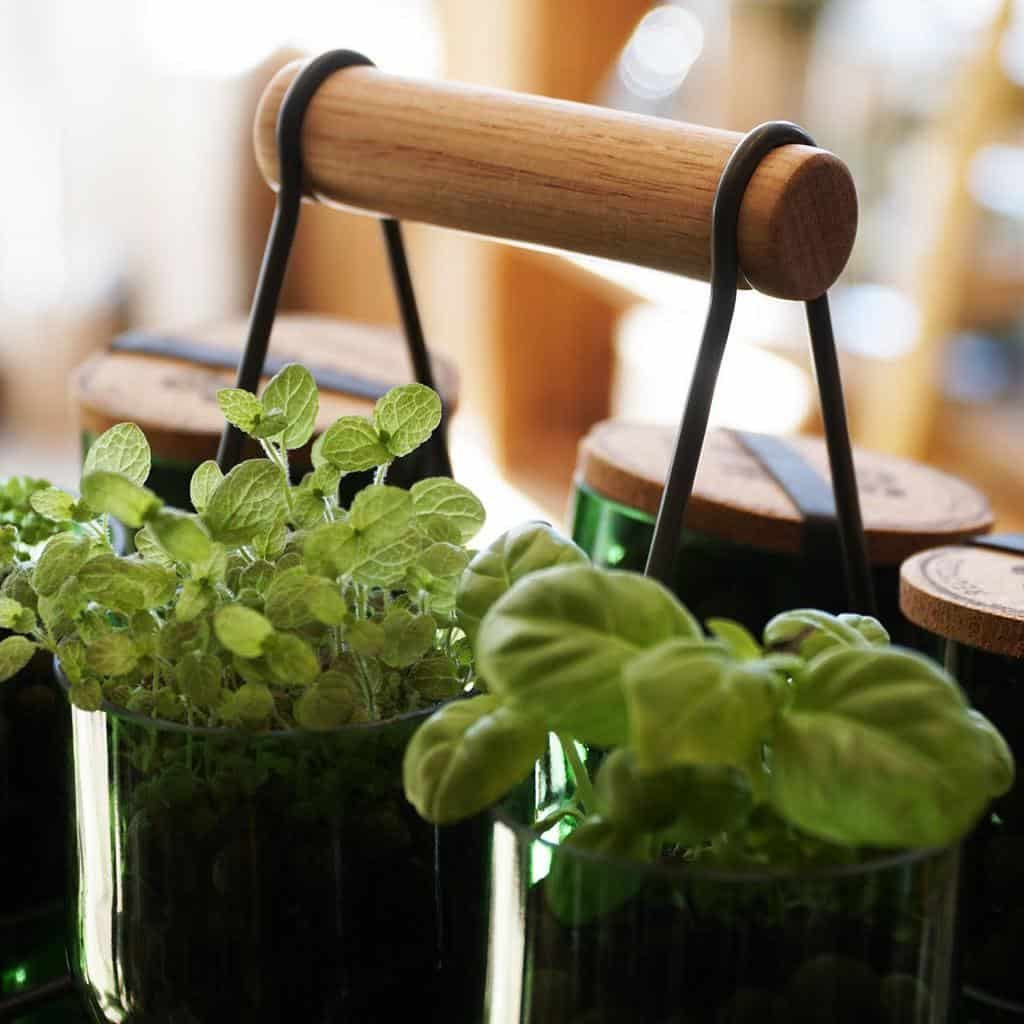 Potted herbs, including basil and oregano, in green glass containers with cork lids, arranged on a wooden tray