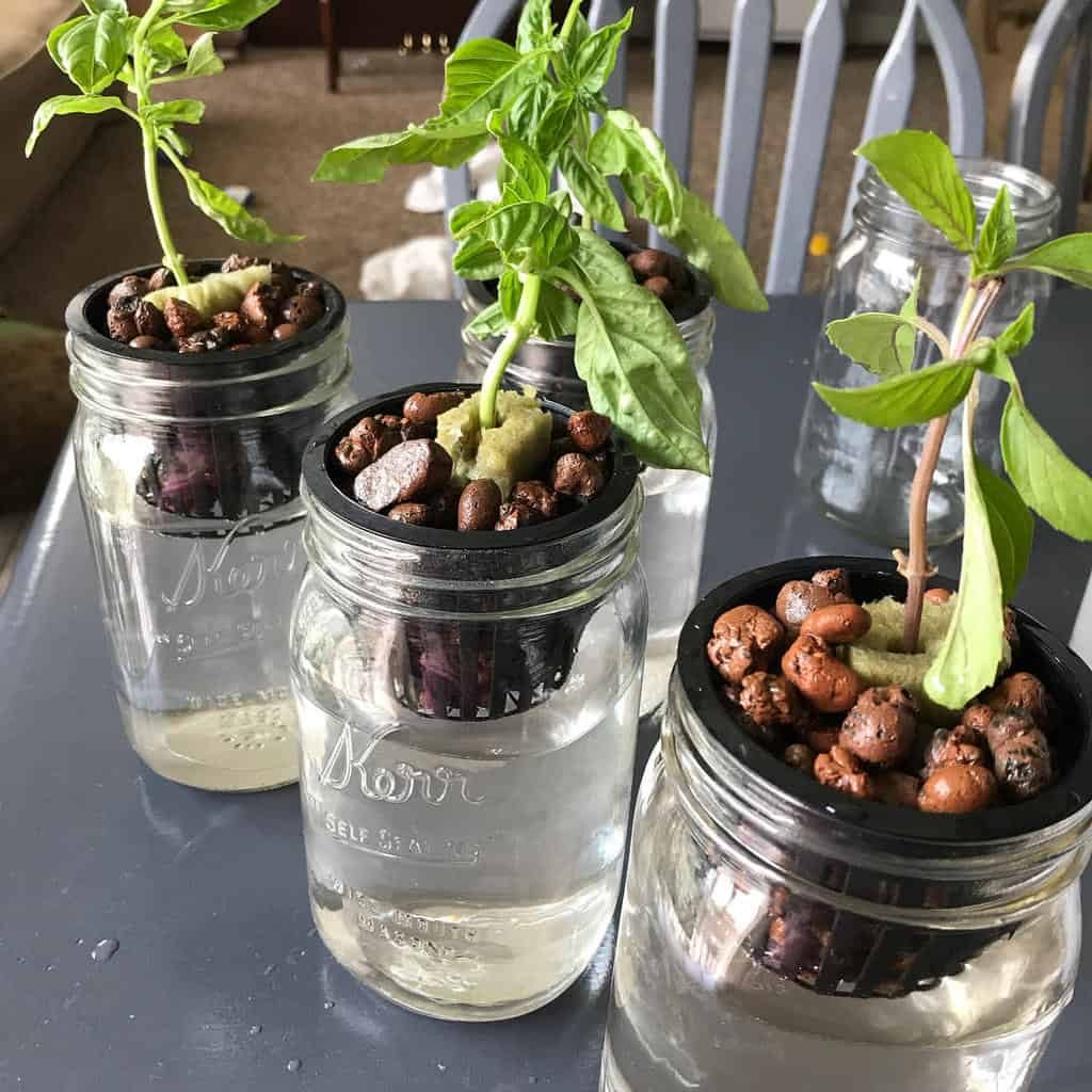 Mason jars with plants growing in hydroponic setups, using clay pebbles and water