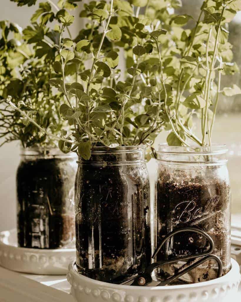 Three mason jars filled with soil and growing plants placed on white plates by a sunny window, scissors resting beside one jar