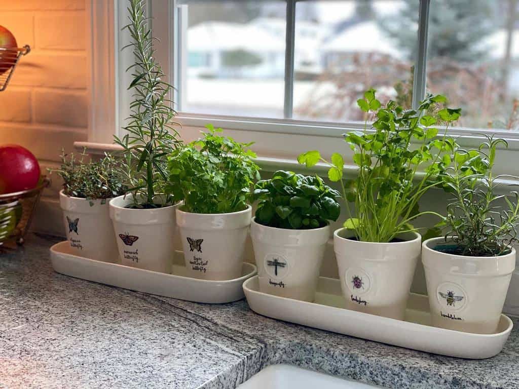 Herb plants in labeled pots on a windowsill, including parsley, basil, and rosemary