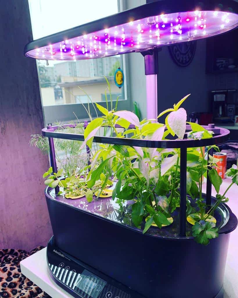 Indoor hydroponic garden with various herbs and plants under a purple LED grow light, set near a window