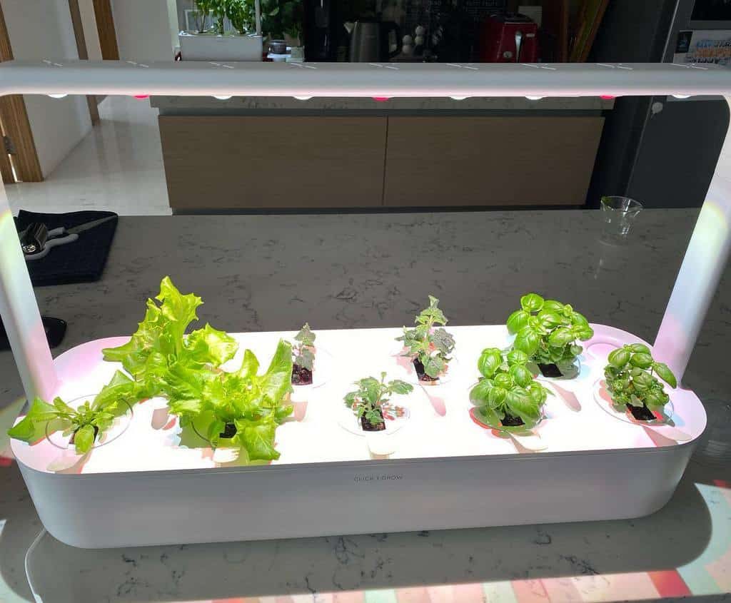 Indoor hydroponic garden on a countertop, growing leafy greens and herbs under LED lights