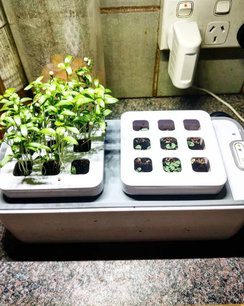 Indoor hydroponic garden with young green plants growing under a small light, set on a kitchen counter near electrical outlets