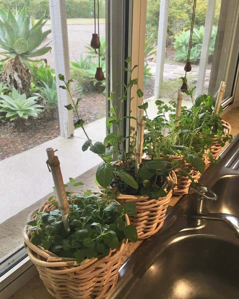 Herb plants in wicker baskets are lined up on a windowsill by a kitchen sink