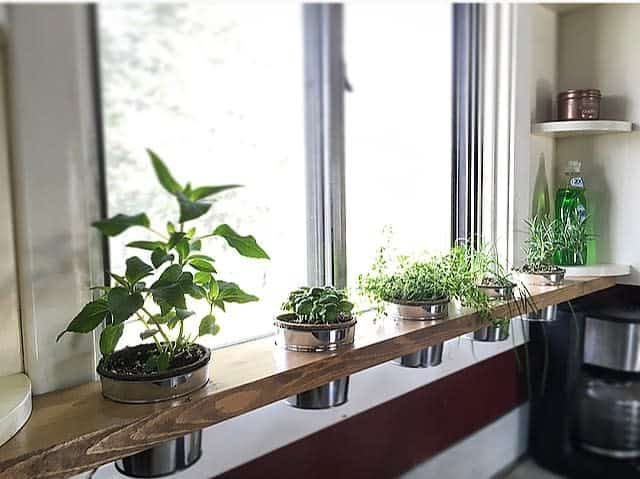 Potted plants on a wooden shelf by a window, with sunlight streaming in