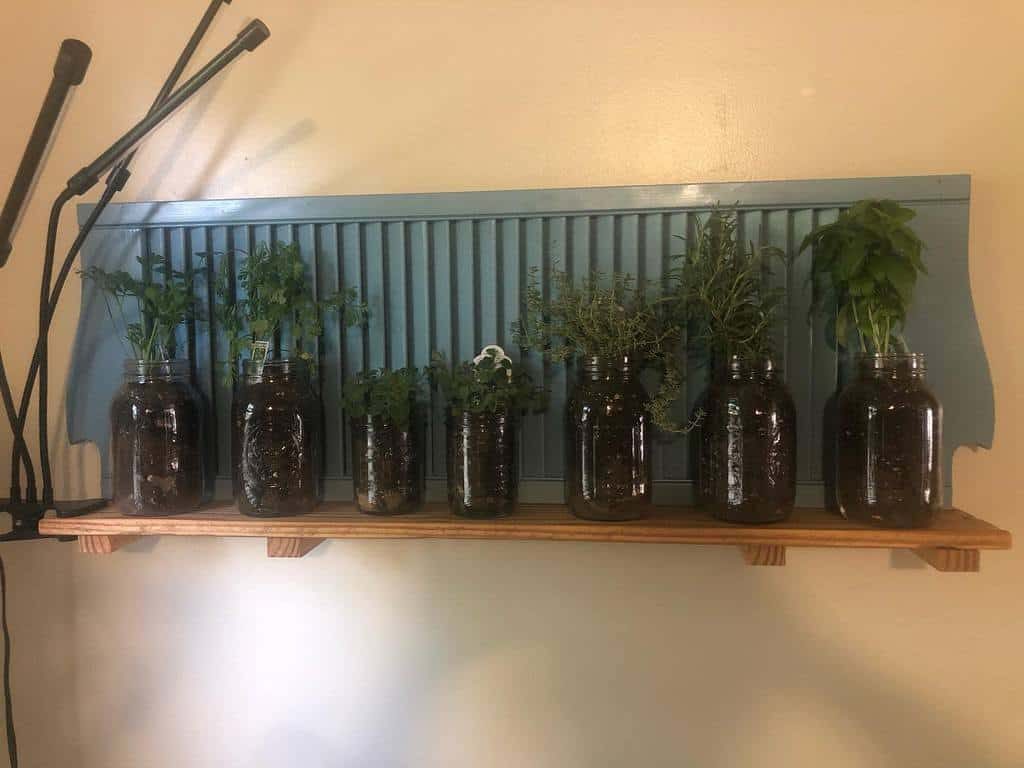 Jars with various plants lined up on a wooden shelf against a beige wall with blue backing