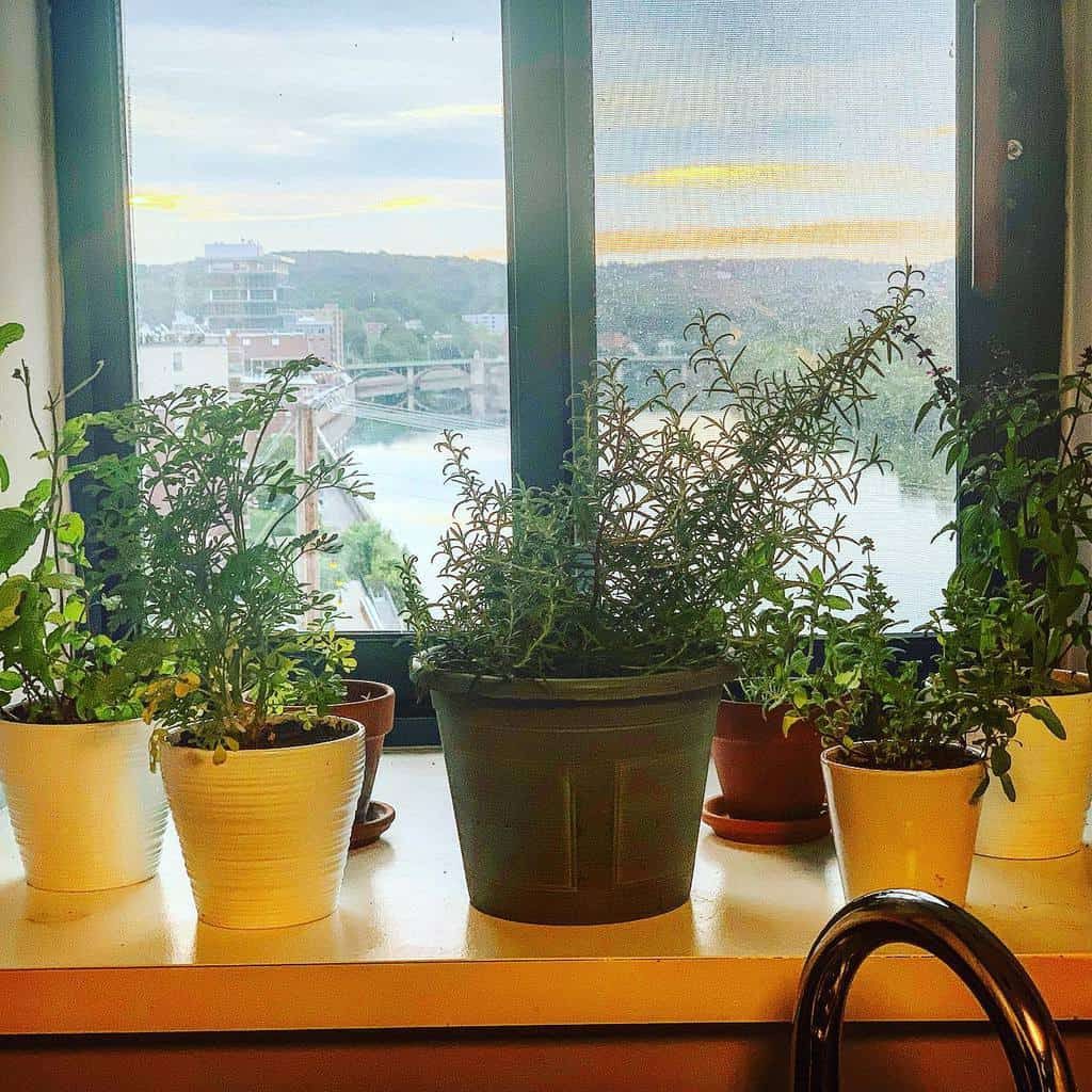 Windowsill herb garden with potted rosemary, mint, and other fresh herbs, overlooking a scenic river and city view at sunset