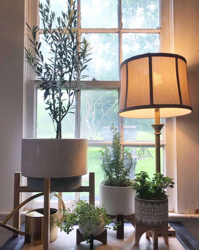 Elegant indoor herb garden with potted rosemary, mint, and an olive tree near a vintage window, complemented by a cozy table lamp