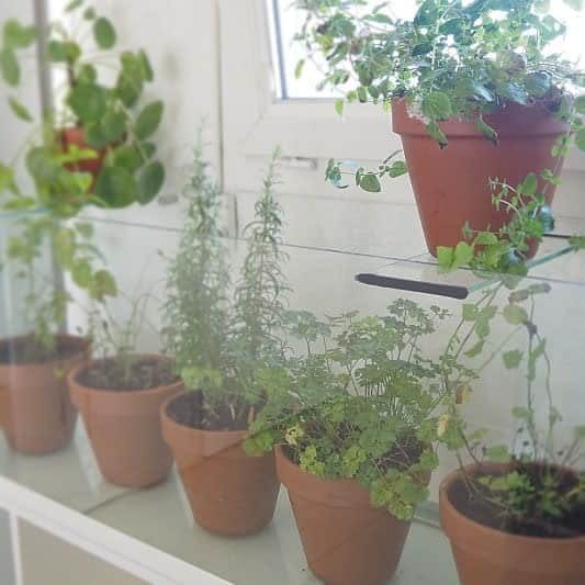 Potted herbs on a windowsill include rosemary and parsley, with sunlight streaming through the window