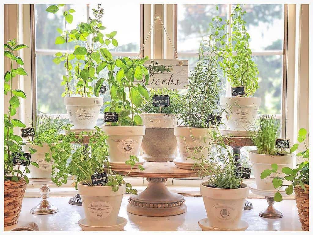 Multiple potted herbs, including mint, rosemary, and parsley, are arranged on a sunny windowsill with small chalkboard labels