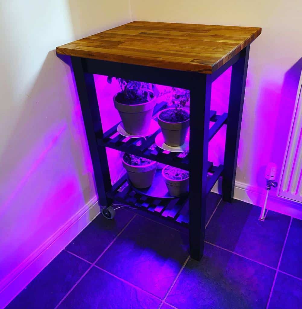 Small wooden table with two potted plants on each shelf under purple grow lights, placed in a corner on dark tiled floor