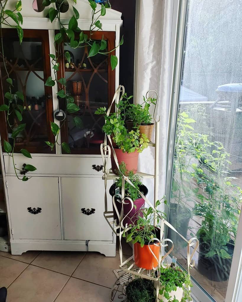 Indoor herb garden with potted parsley, basil, and other fresh greens arranged on a vintage tiered plant stand near a sunny window