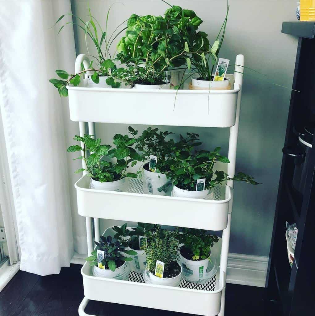 Three-tier indoor plant stand with various herbs in white containers, placed near a window