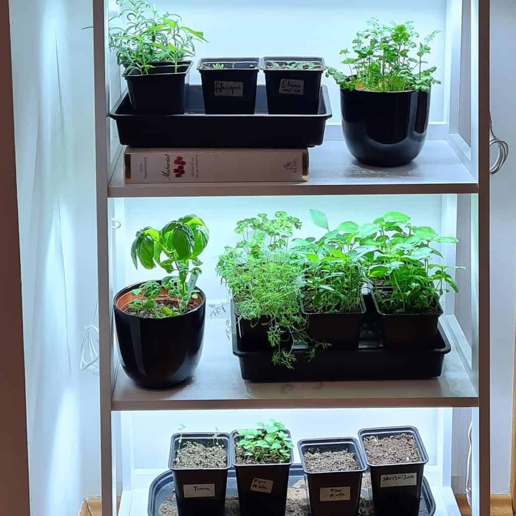 Indoor herb garden on a white shelf with various herbs in black pots under soft lighting