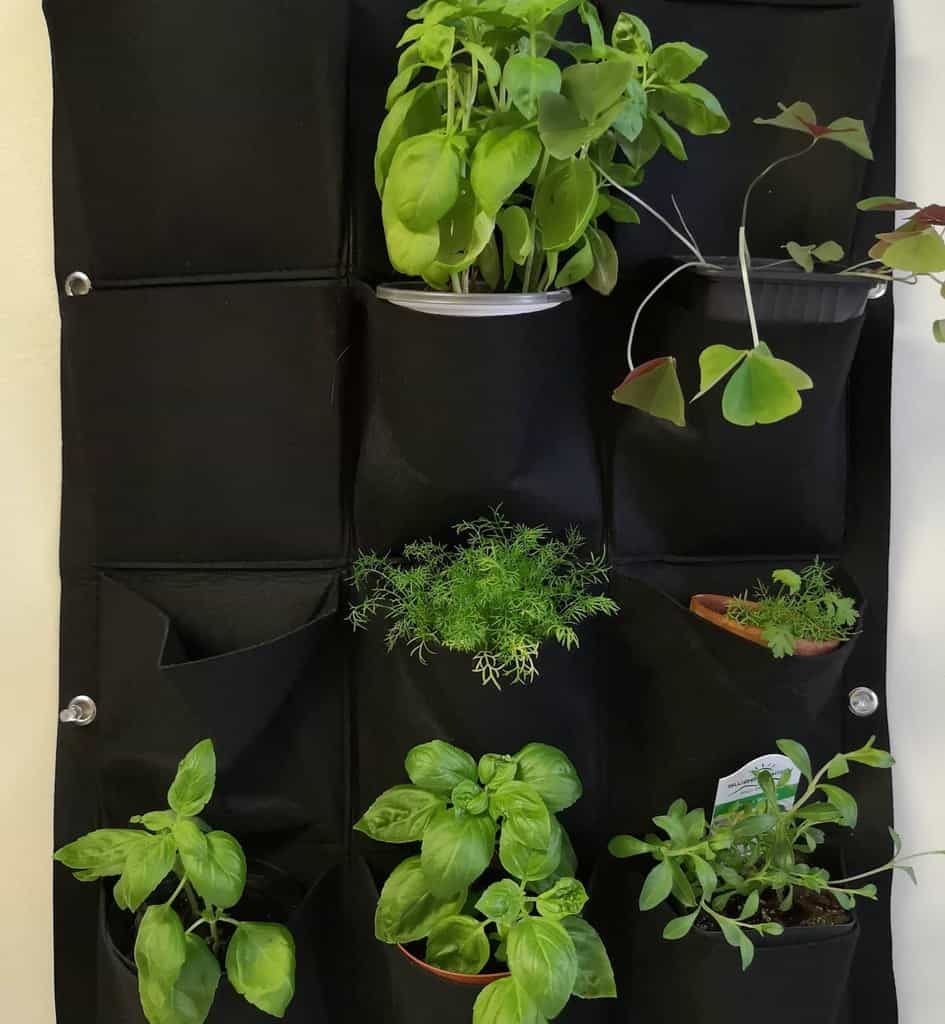 Vertical wall planter with pockets, holding green plants like basil and dill against a white wall