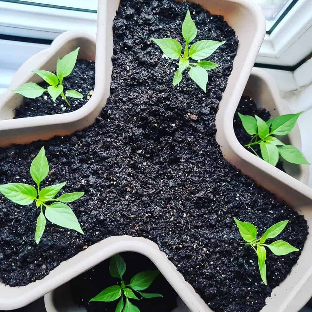 Triangular planter with healthy green seedlings growing in dark soil, placed by a window