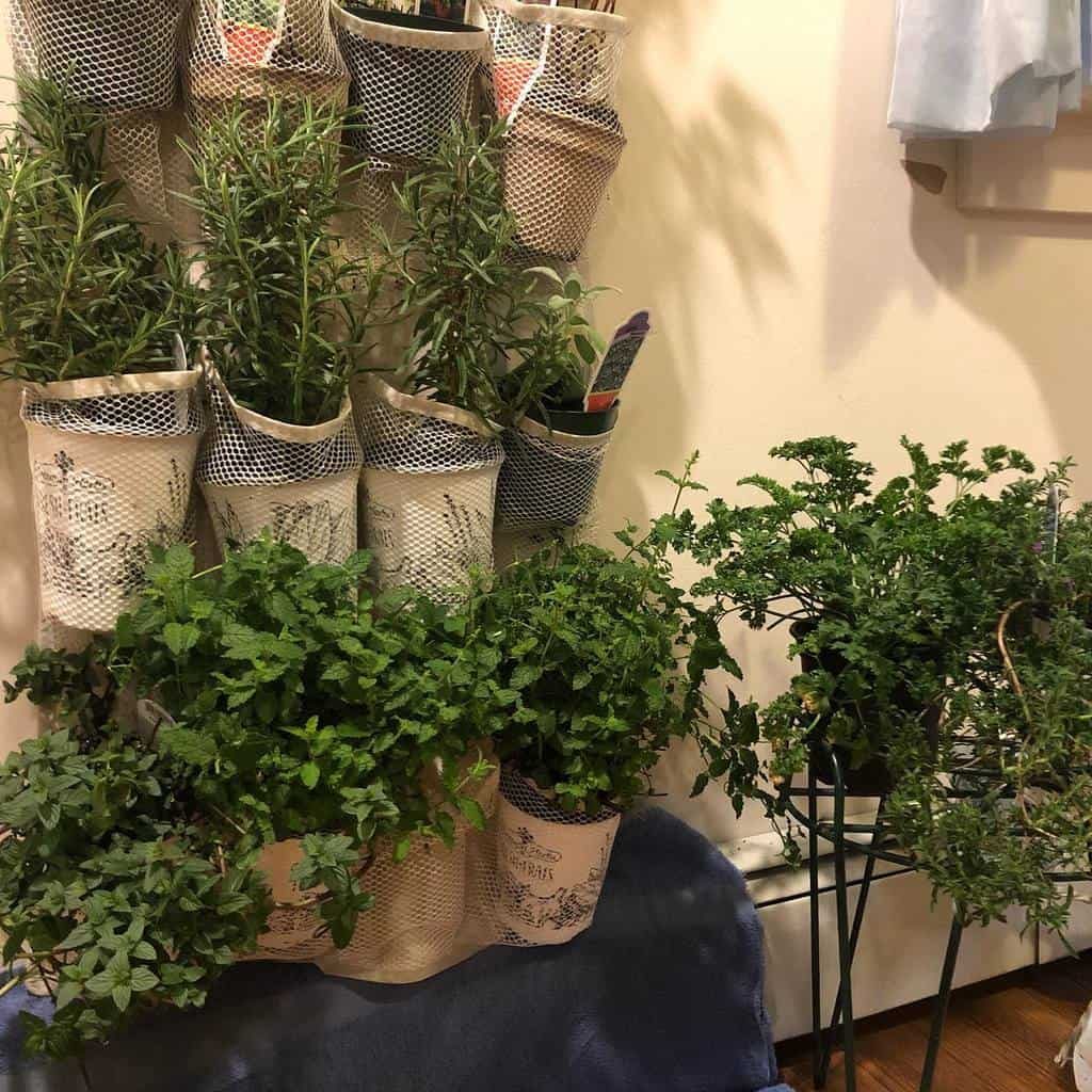 Indoor herb garden with rosemary, mint, and other plants in fabric wall planters and pots on stands