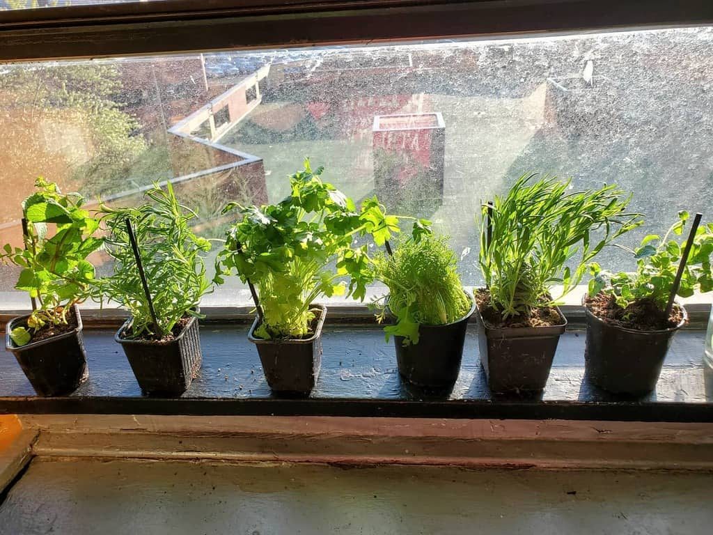 Six small potted herbs on a windowsill, each plant labeled and soaking up sunlight through a window