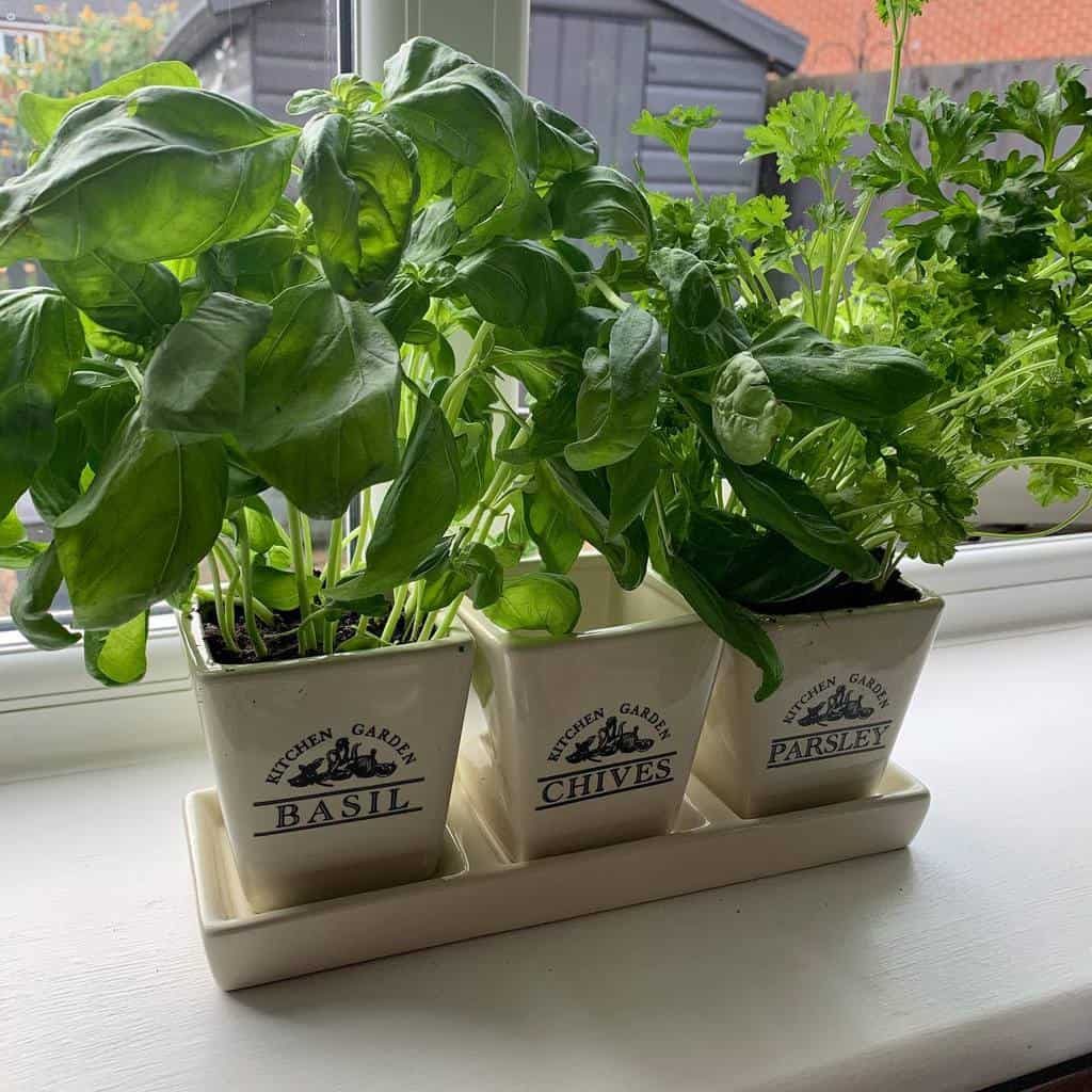 Three potted herbs labeled Basil, Chives, and Parsley sit on a windowsill with a view of a garden outside