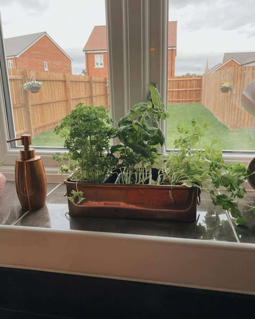 Windowsill herb garden with fresh parsley, basil, and cilantro growing in a copper planter, adding greenery to a cozy kitchen space