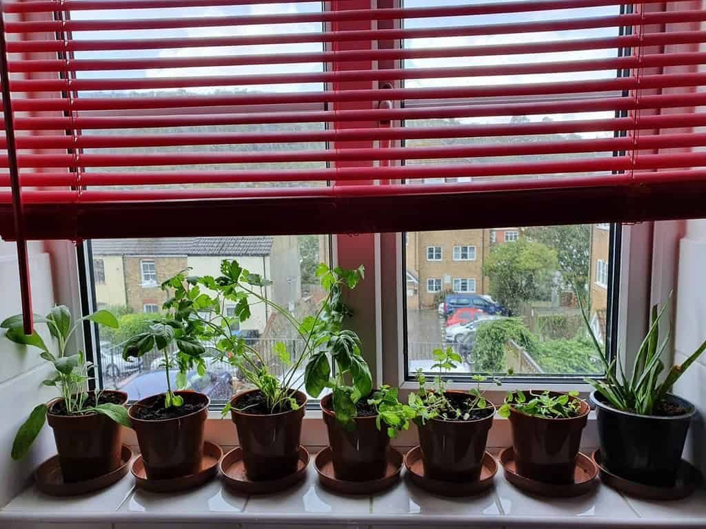 Windowsill herb garden with potted sage, parsley, basil, and mint, bringing fresh greenery to a bright kitchen space with red blinds