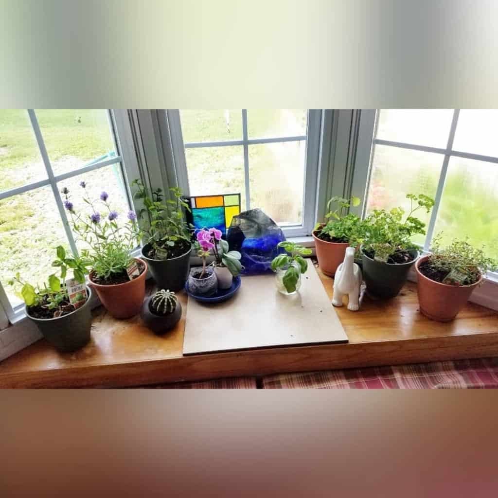 Potted plants on a windowsill with a stained glass ornament, a small cactus, and a white cat figurine