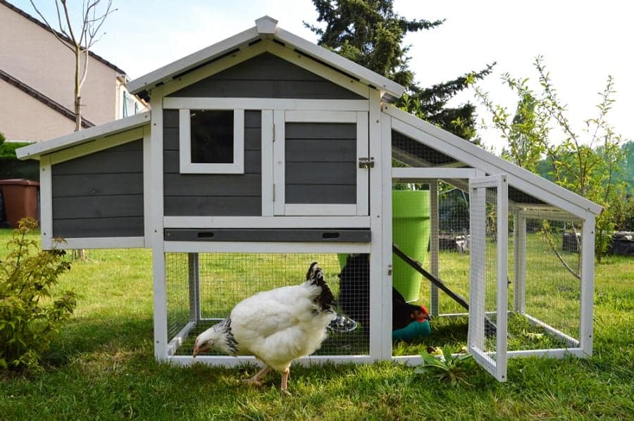 15 Chicken Coop Ideas for Your Backyard