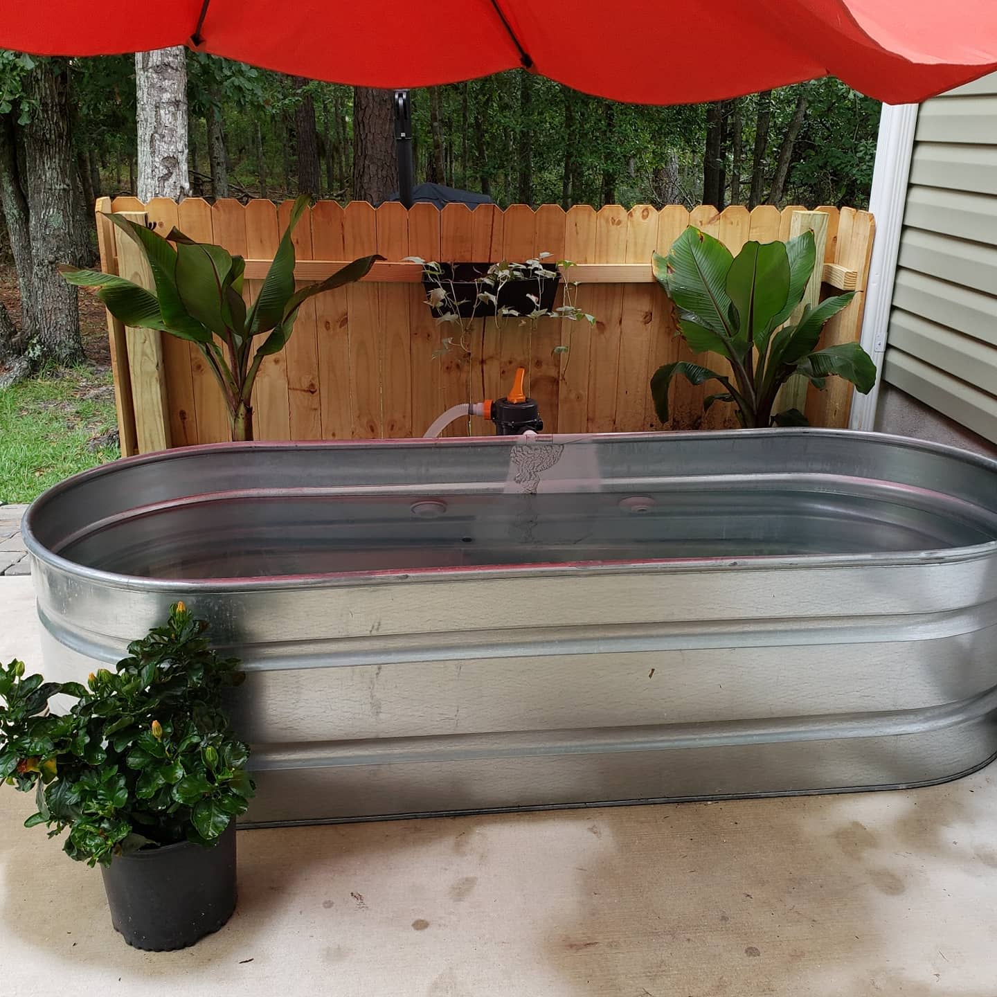 Metal tub filled with water on a patio, surrounded by plants and a wooden fence, under a red umbrella