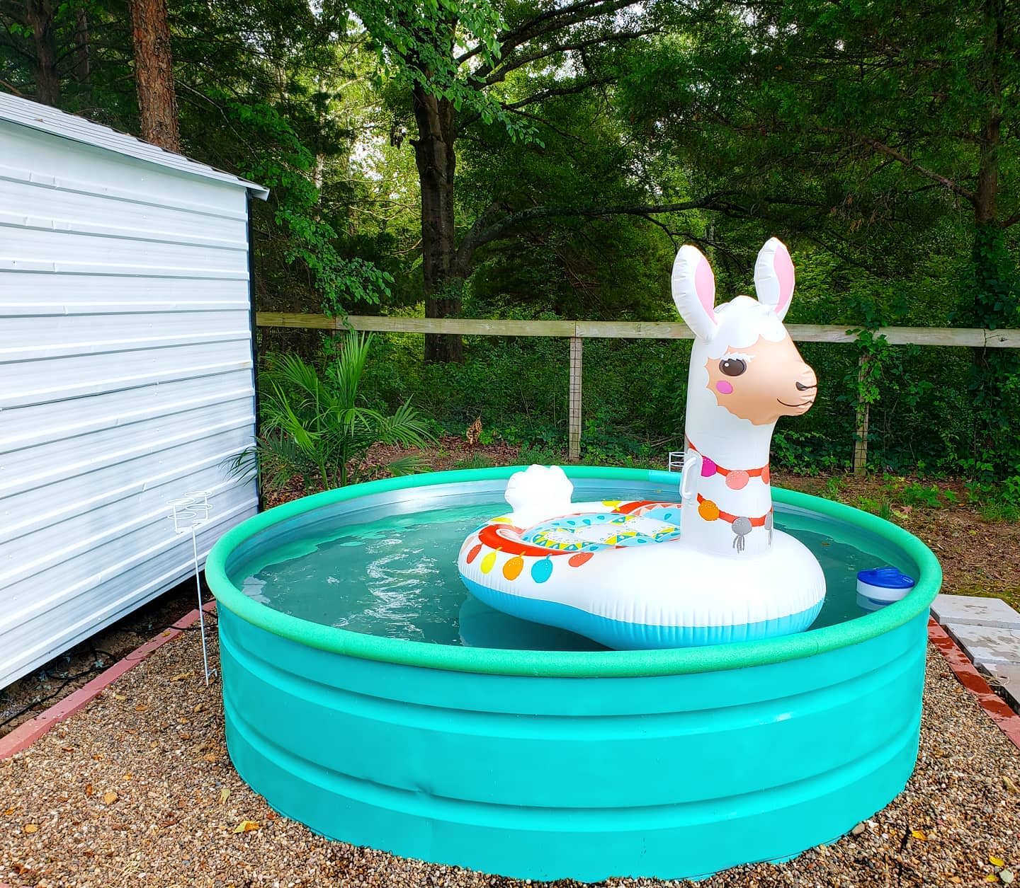 A green round pool with a llama-shaped inflatable float inside, set in a backyard next to a white shed, surrounded by trees