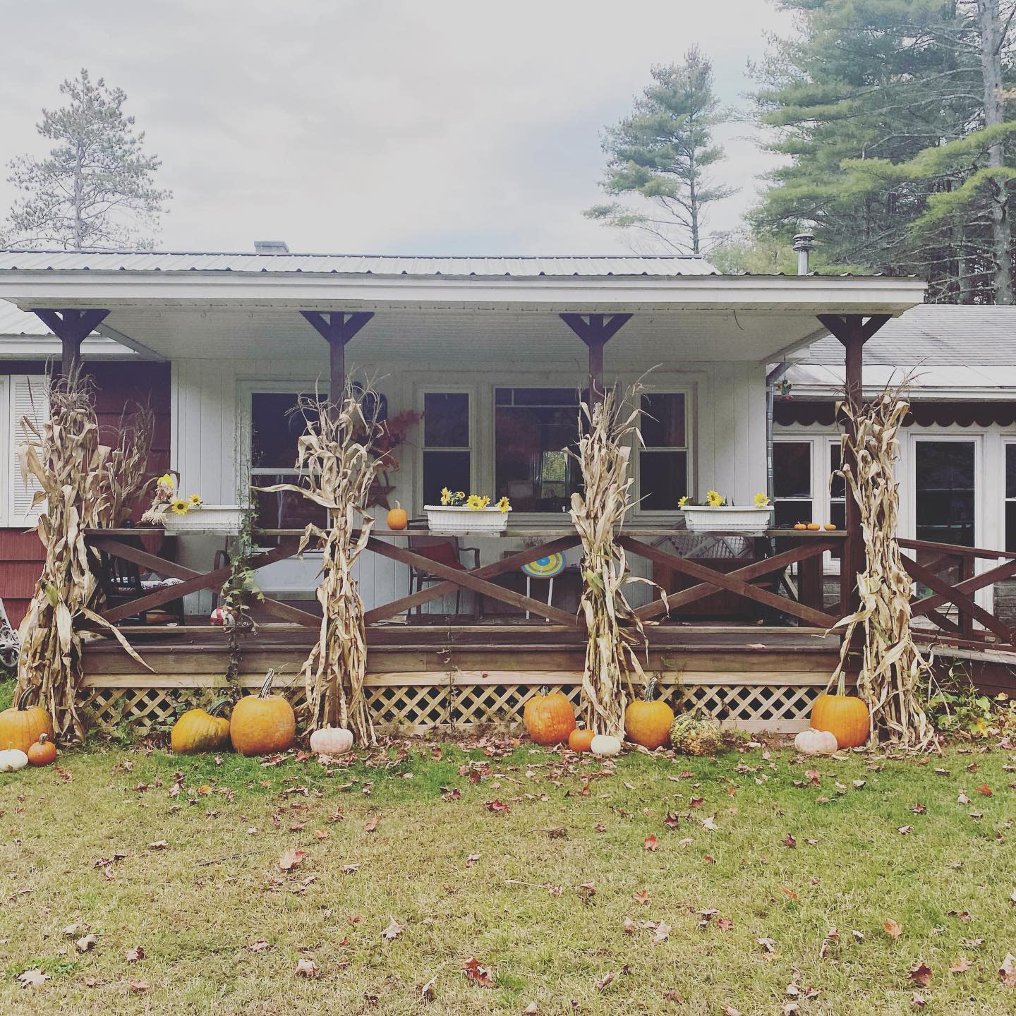 A cozy porch decorated for autumn with cornstalks, pumpkins, and fall leaves on the ground, nestled among trees