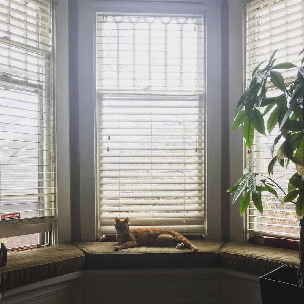 Cozy bay window nook with white blinds, a cushioned bench, lush greenery, and a relaxed cat enjoying the natural light.