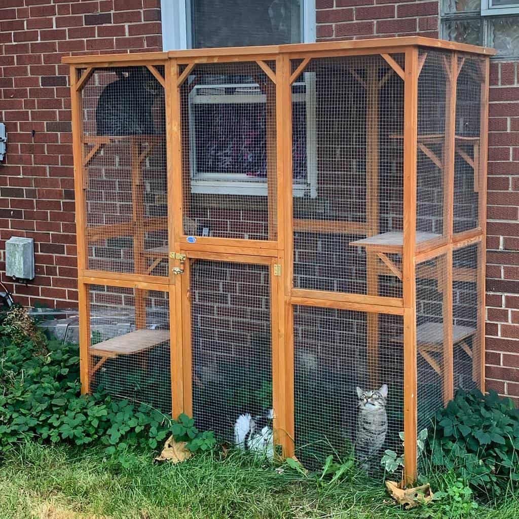 Compact wooden catio attached to a brick house, featuring shelves and two cats enjoying the outdoor enclosure near a window