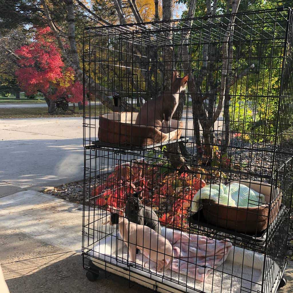 Two-tier metal catio with Sphynx cats lounging in cozy beds, enjoying the outdoor view surrounded by autumn foliage