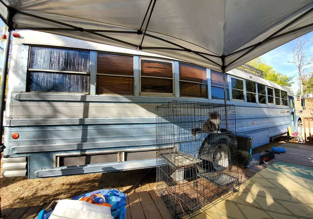 Outdoor catio setup with a metal cage beside a converted school bus, featuring a cat lounging on a perch under a canopy