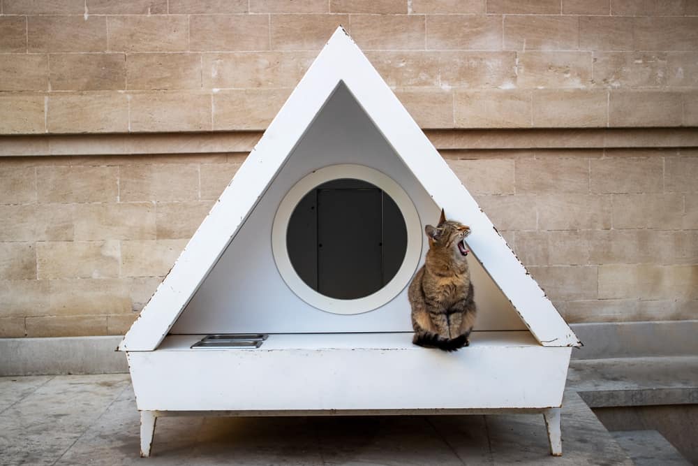 Cat yawning in front of a modern, triangular white cat house against a brick wall