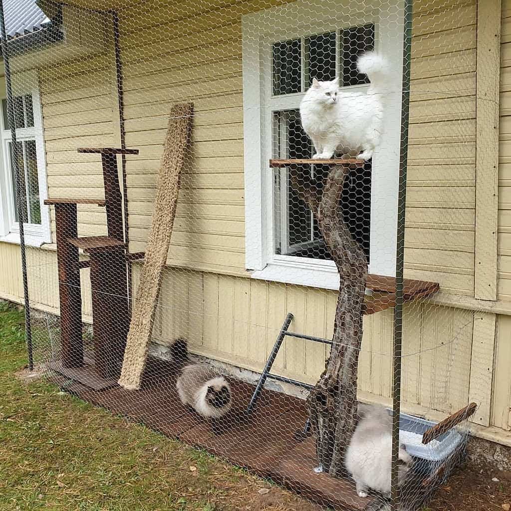 DIY outdoor catio with wire mesh, wooden platforms, a tree branch perch, and three fluffy cats enjoying their secure play area