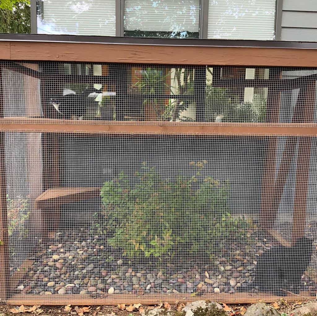 Enclosed outdoor catio with wooden framing, mesh walls, natural plants, and two cats exploring the secure space