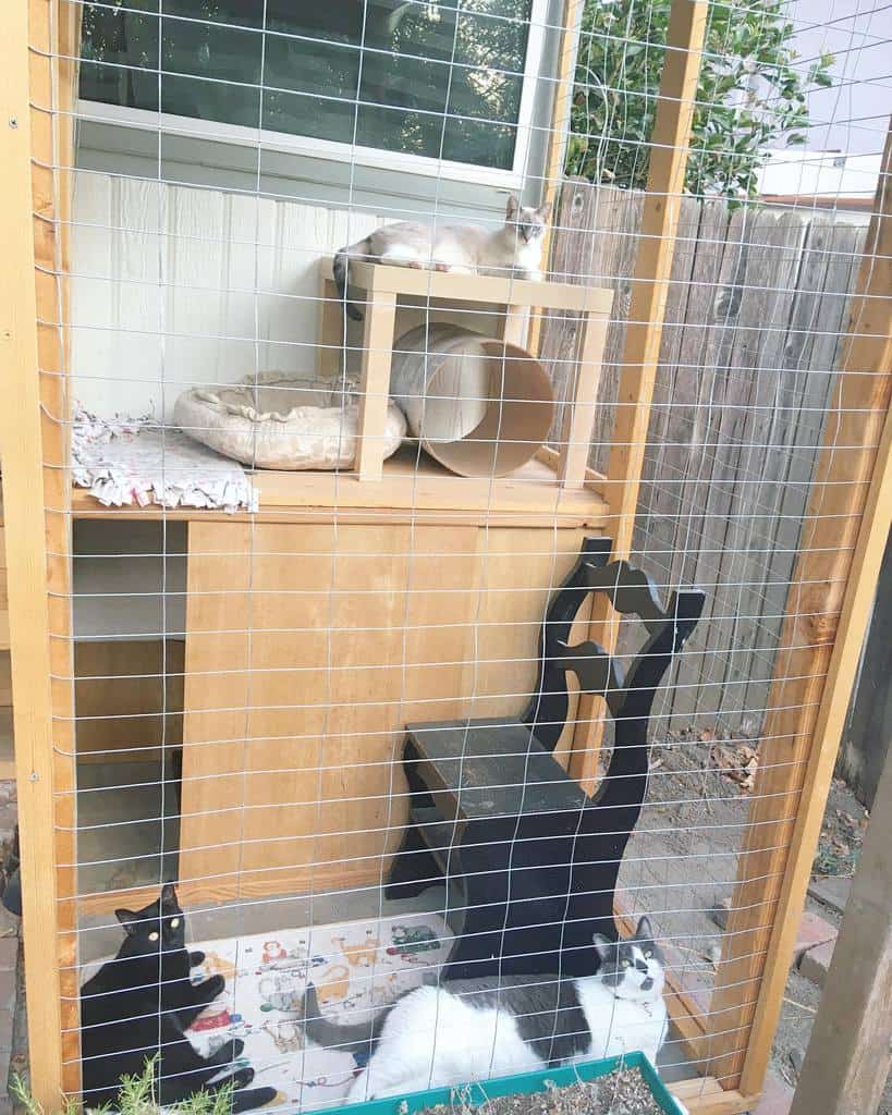 DIY outdoor catio with mesh walls, wooden shelves, a cozy cat bed, and three cats relaxing in their secure enclosure