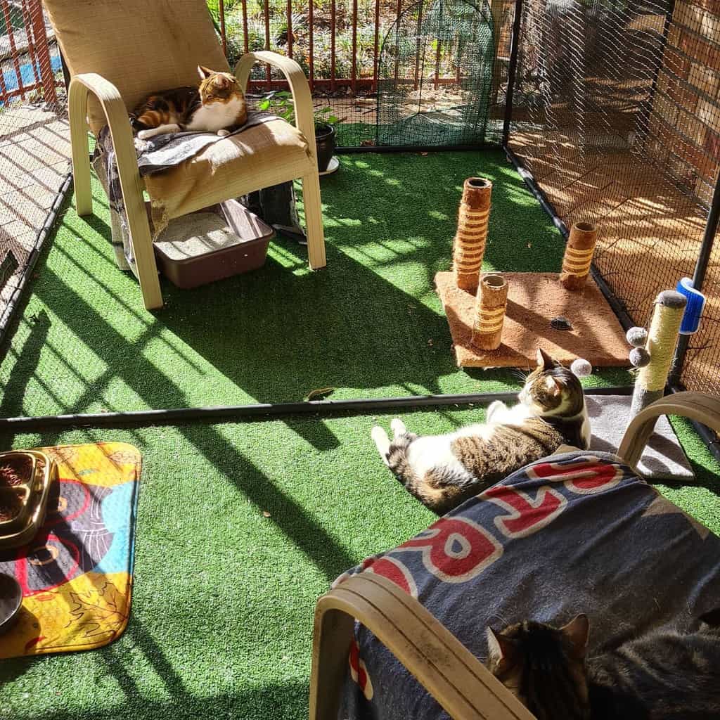 Three cats lounging on a sunny enclosed patio with chairs, a cat tree, and feeding bowls