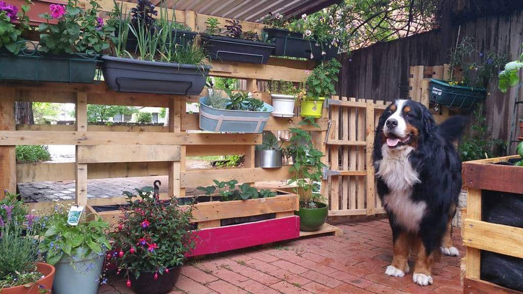 DIY pallet garden fence with vertical planters, vibrant flowers, and a happy Bernese Mountain Dog in a cozy backyard setting