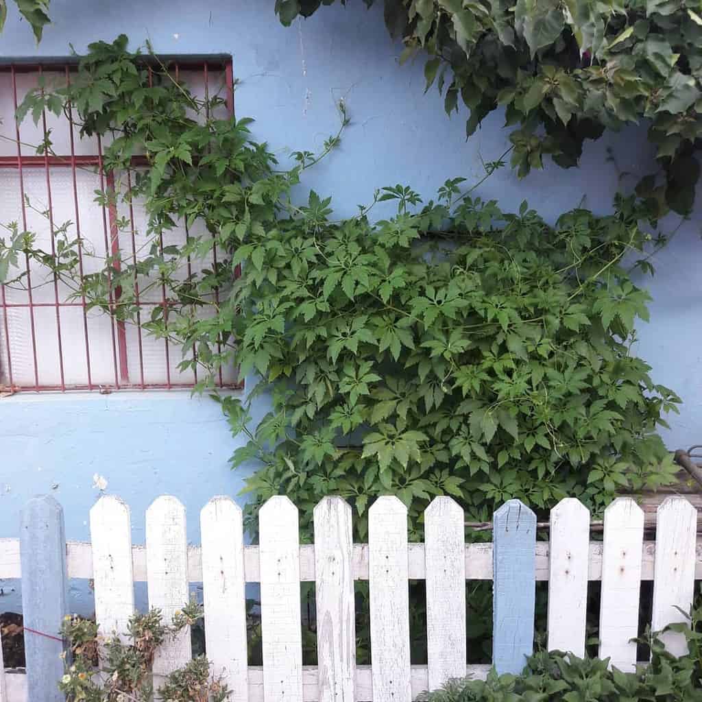 Rustic white and blue picket fence in front of a vine-covered blue wall, creating a charming and cozy garden setting